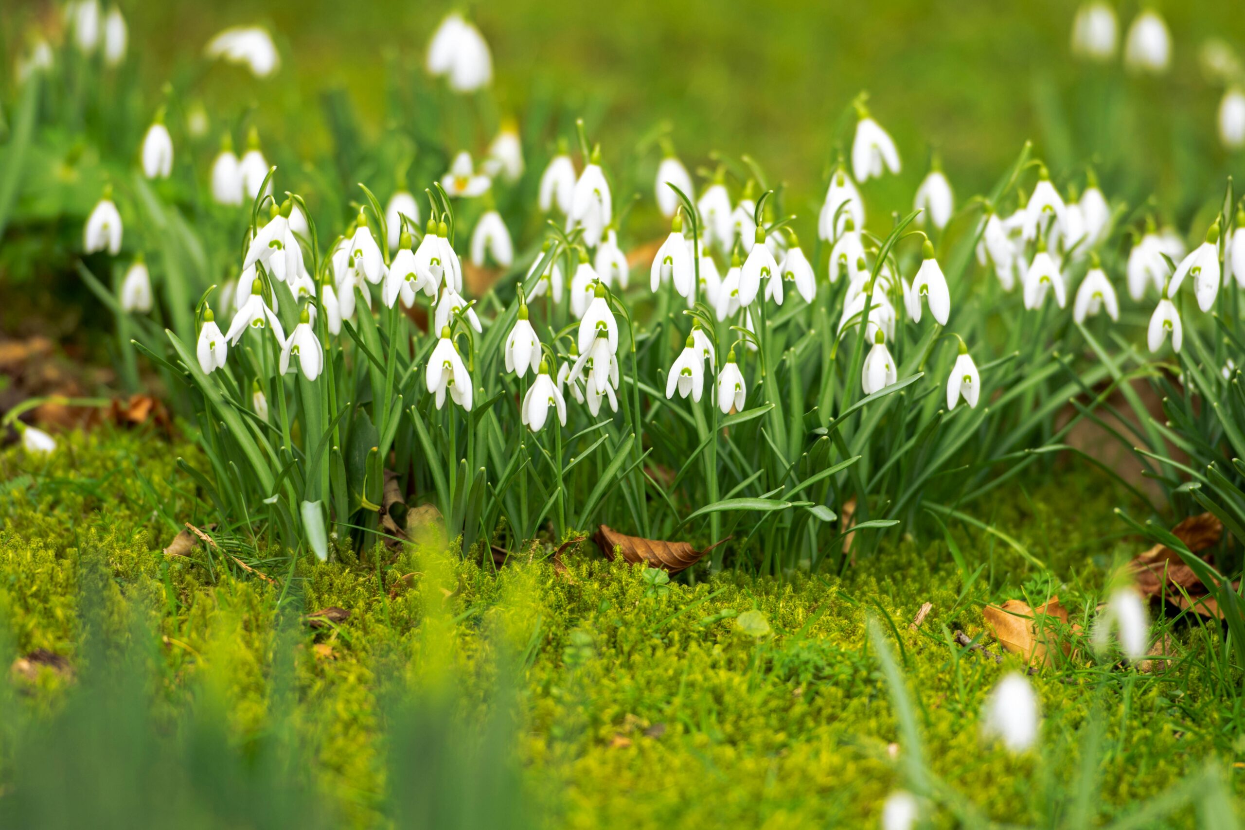 Schneeglöcklein auf grüner Wiese