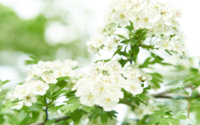 Eine Ode an die Achtsamkeit