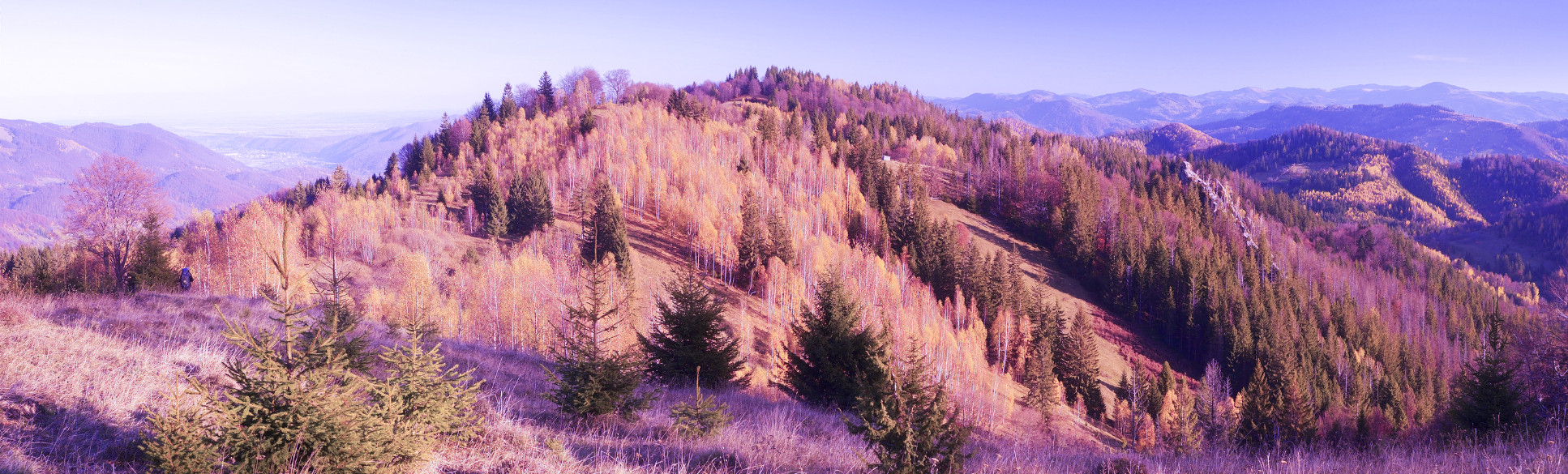 Foto Herbstwald_pink