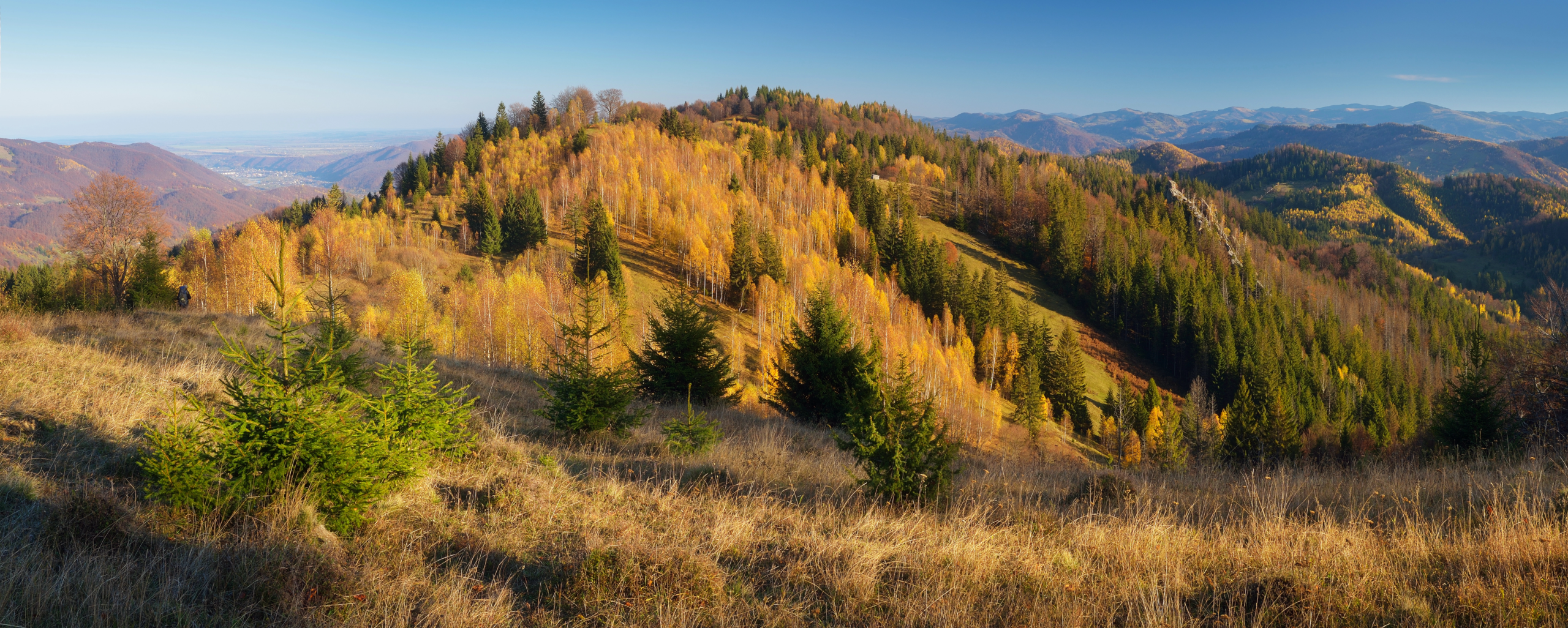 Herbstwald Foto